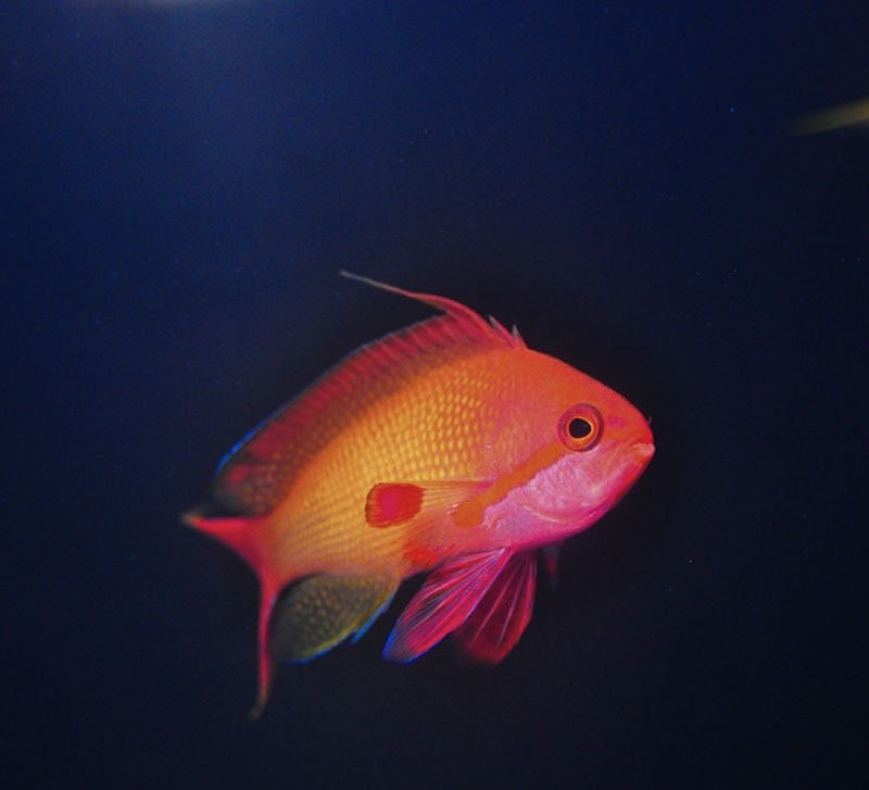 Pseudanthias Squamipinnis Male Filippintyp