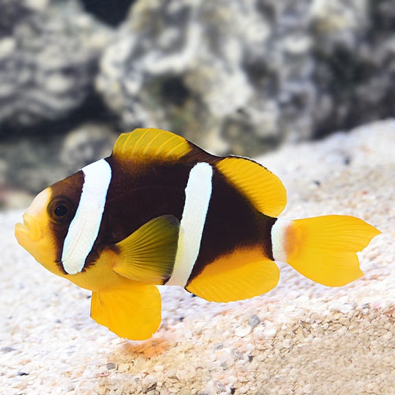 Amphiprion Clarkii