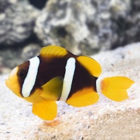 Amphiprion Clarkii