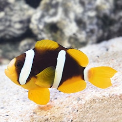 Amphiprion Clarkii