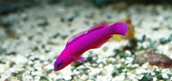 Pseudochromis Fridmani, odlad
