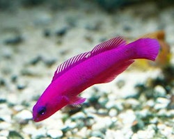 Pseudochromis Fridmani