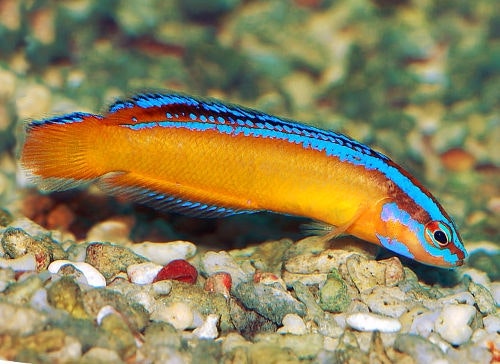 Pseudochromis Aldabraensis