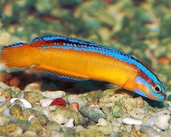 Pseudochromis Aldabraensis