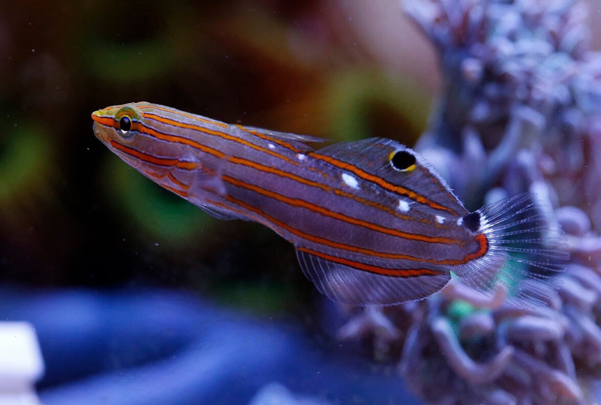 Amblygobius Rainfordi