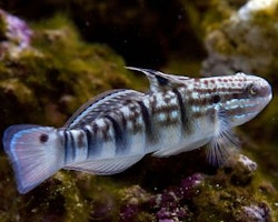 Amblygobius Phalaena, slemalgätare