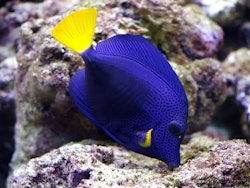 Zebrasoma Xanthurum