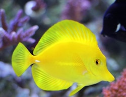 Zebrasoma Flavescens, odlad