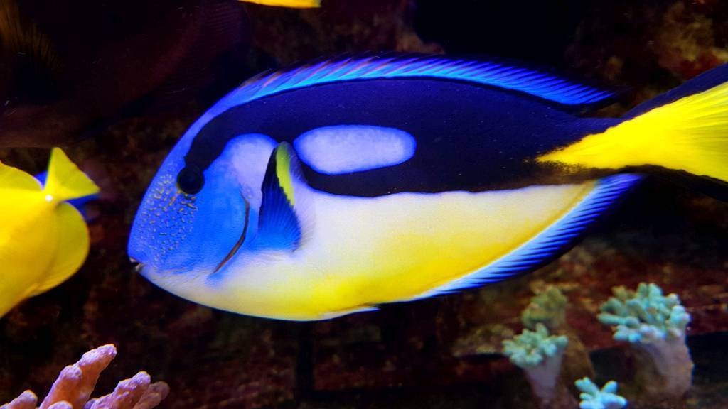 Paracanthurus Hepatus - Yellow Belly