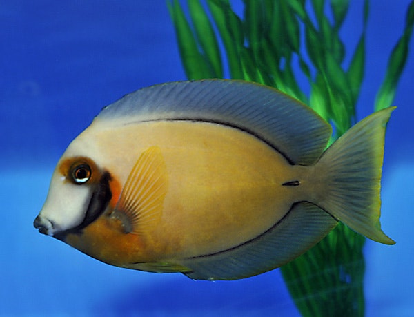 Acanthurus Pyroferus