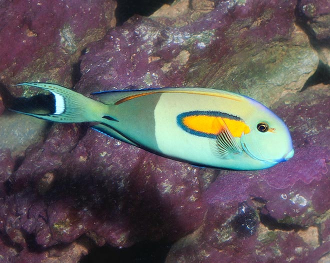 Acanthurus Olivaceus, utf.