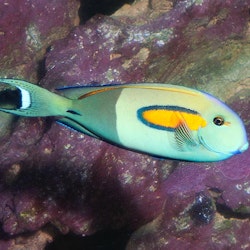 Acanthurus Olivaceus, utf.