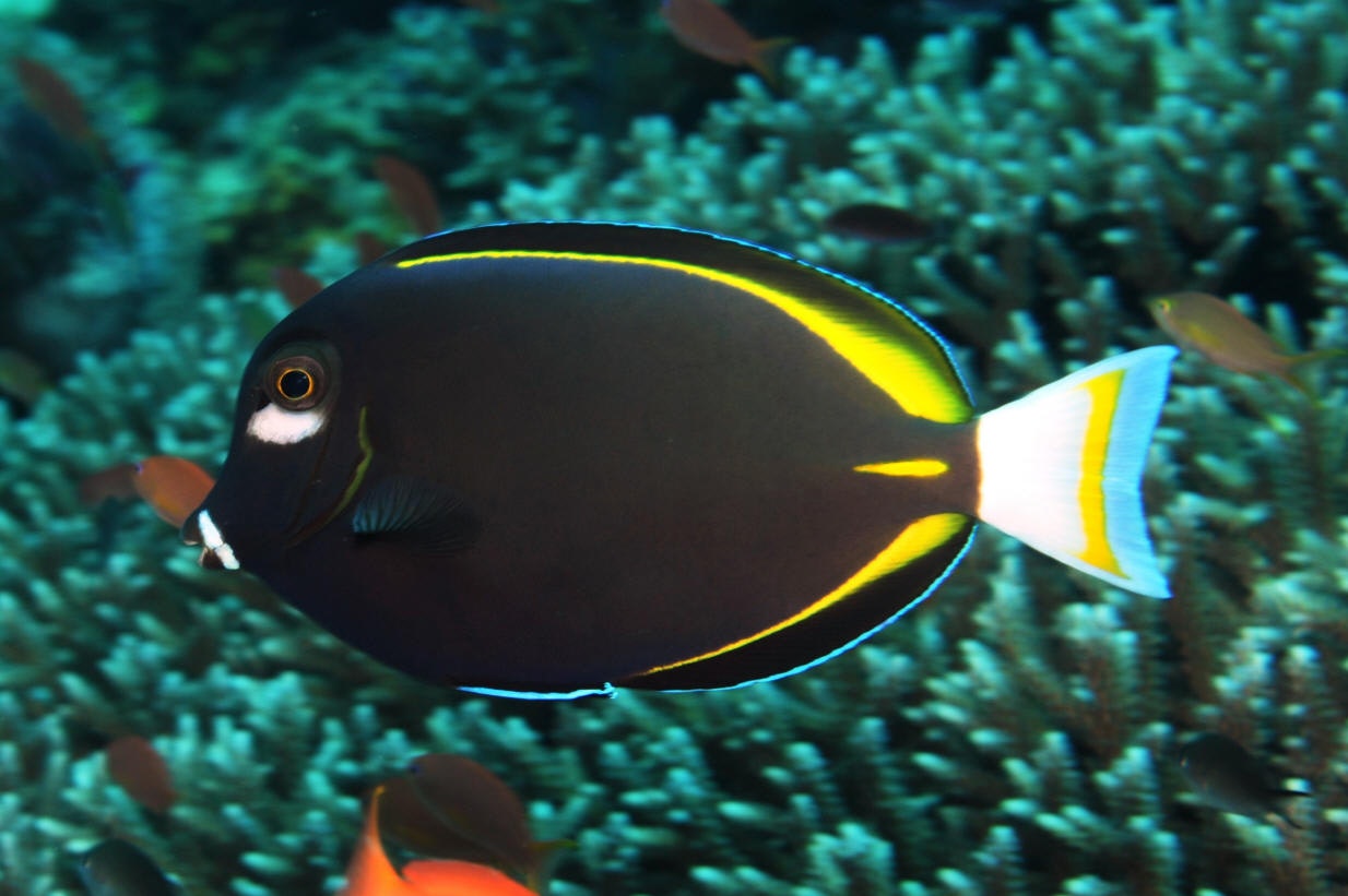 Acanthurus Nigricans