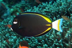Acanthurus Nigricans