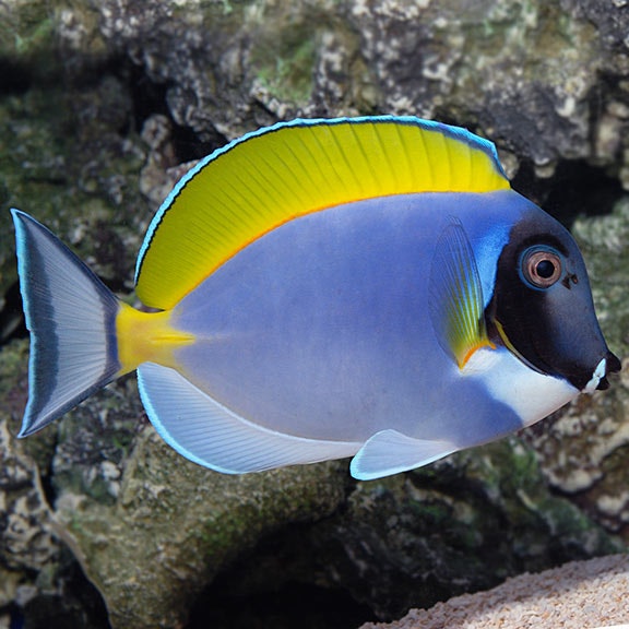 Acanthurus Leucosternon