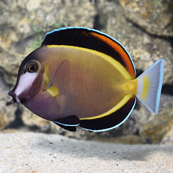 Acanthurus Japonicus