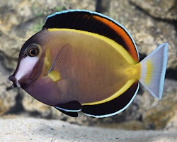 Acanthurus Japonicus