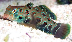 Pterosynchiropus Picturatus