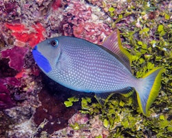 Xanthichthys Auromarginatus, male