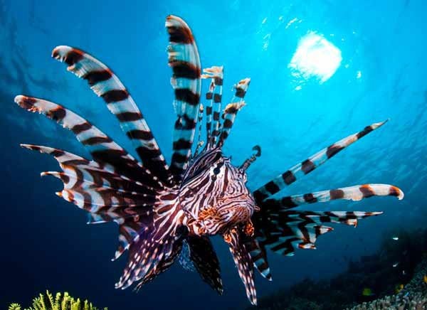 Pterois volitans