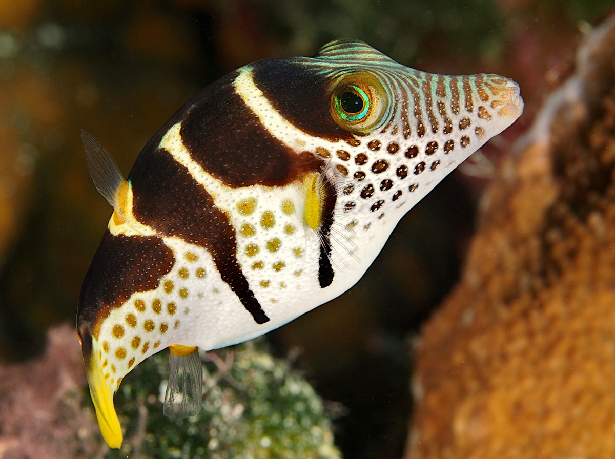 Canthigaster Valentini