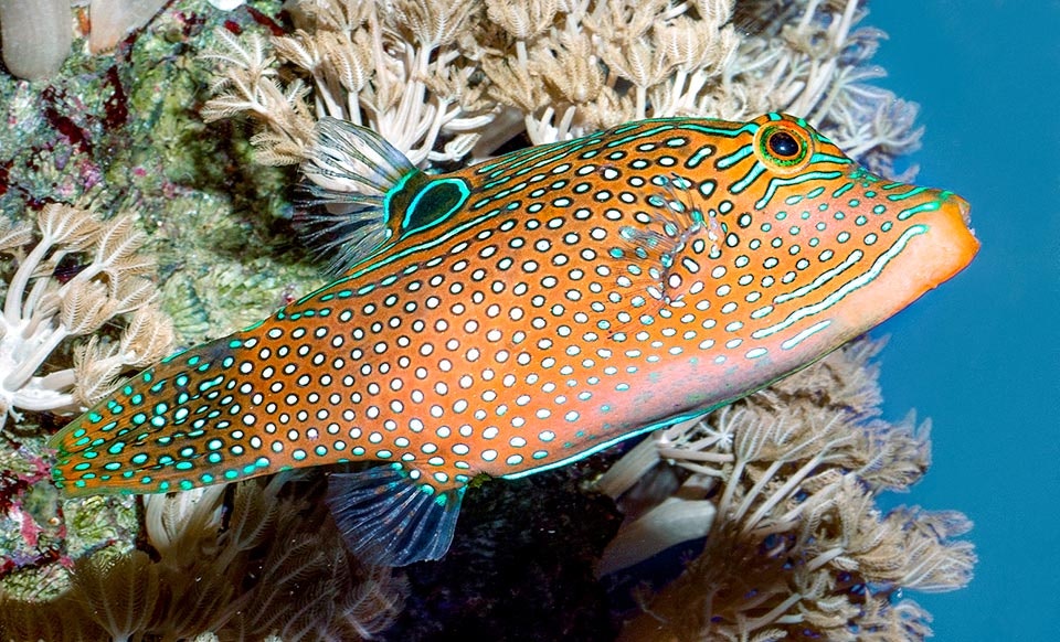 Canthigaster Solandri