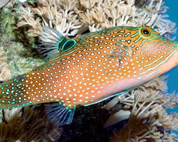 Canthigaster Solandri