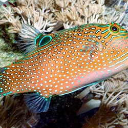 Canthigaster Solandri