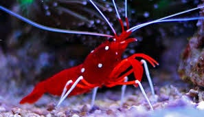 Lysmata Debelius