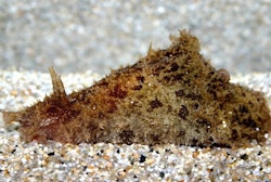 Dolabella auricularia, sjöhare