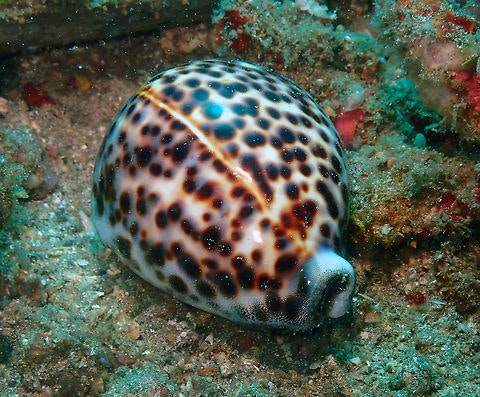 Cypraea Tigris