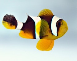 Amphiprion Chrysogasters