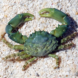 Mithraculus Sculptus