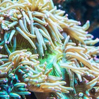 Radianthus M/L