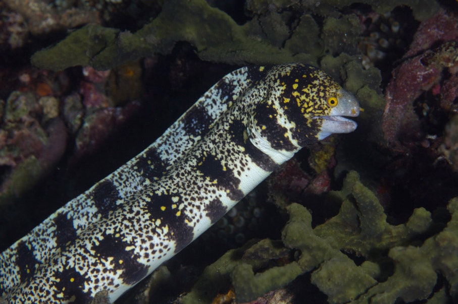 Echidna Nebulosa (stjärnmuräna)