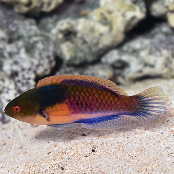 Cirrhilabrus Lyukyuensis (yellow-flanked fairy wrasse)