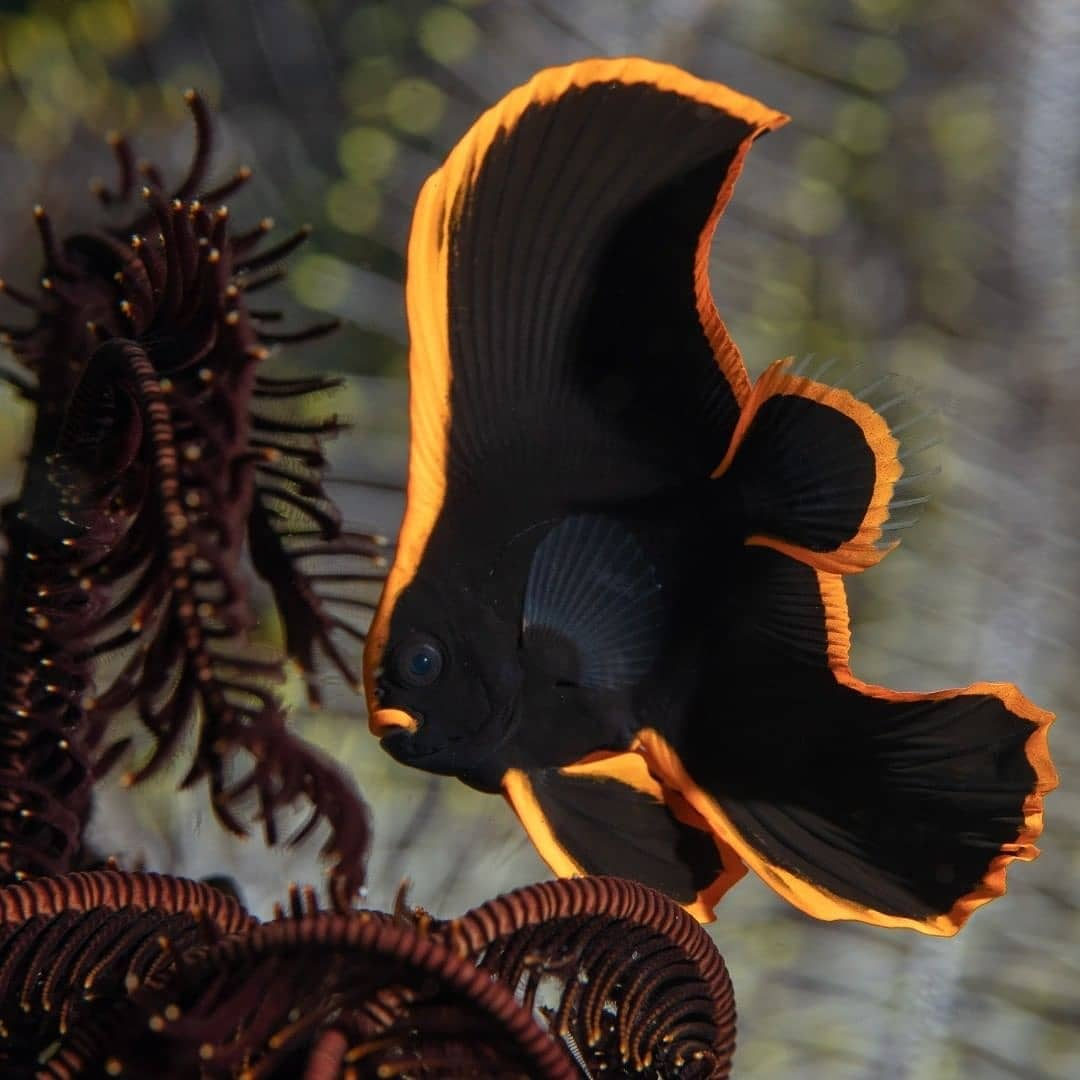 Platax Pinnatus