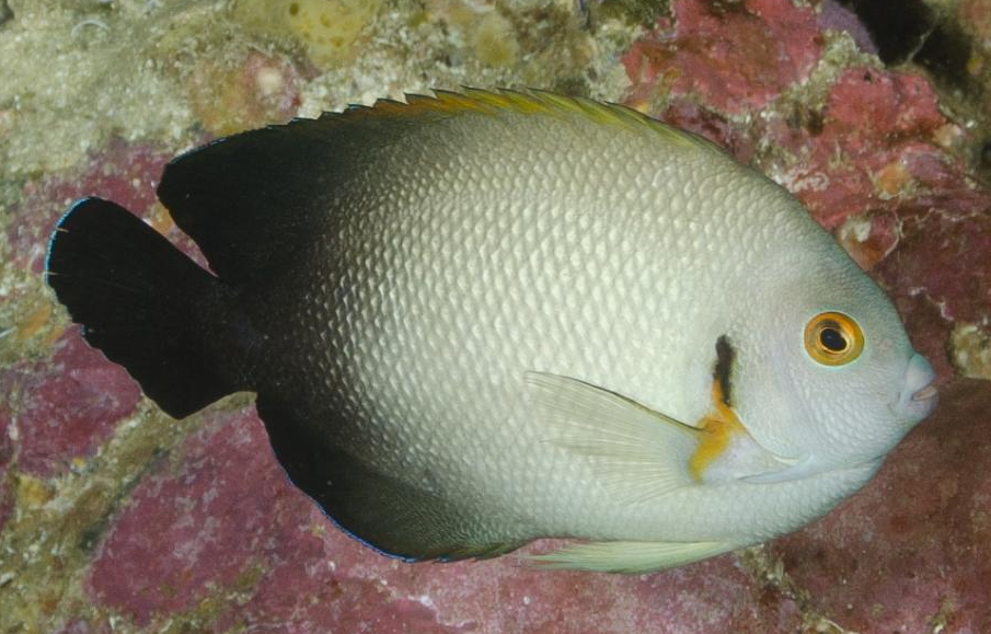 Acanthurus chronixis, mimic vroliki, dålig bild
