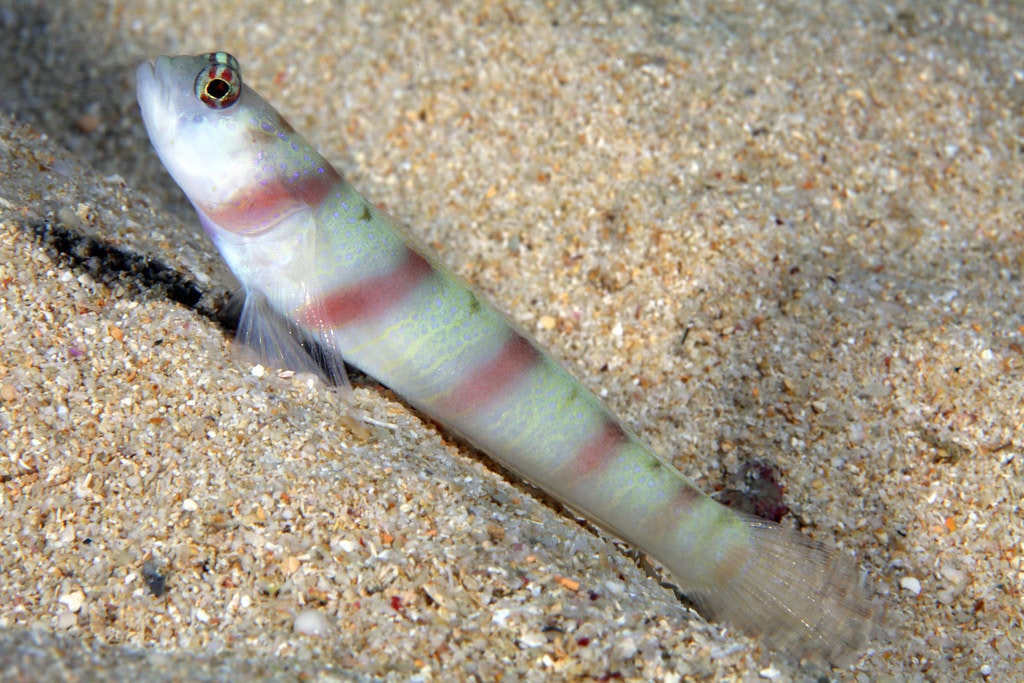 Amblyeleotris Steinitzi