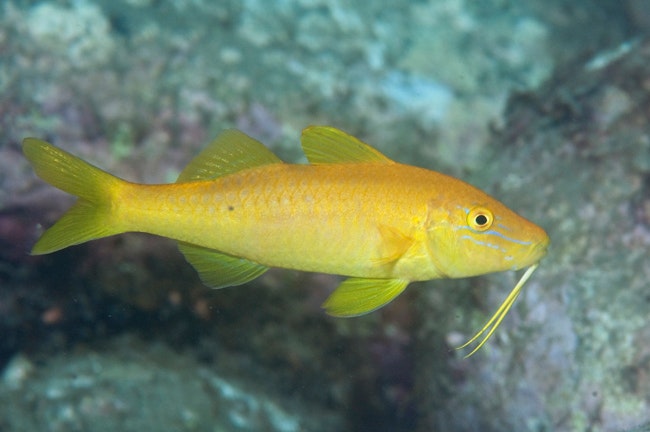 Parupeneus Cyclostomus