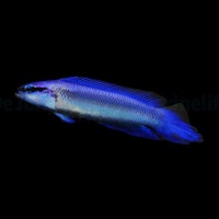 Pseudochromis indigo odlad, nyhet