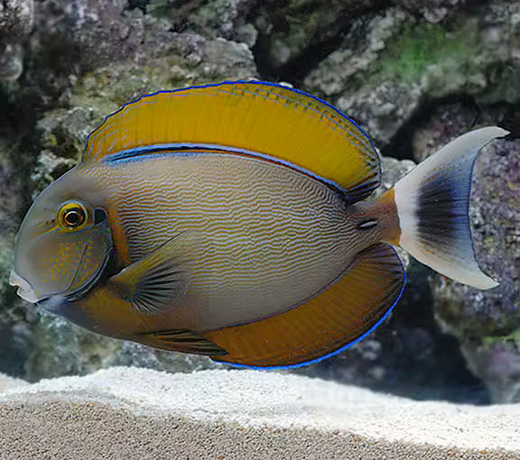Acanthurus Bariene