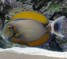 Acanthurus Bariene