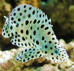 Chromileptis Altivelis