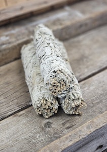 Vit Salvia, extra stor
