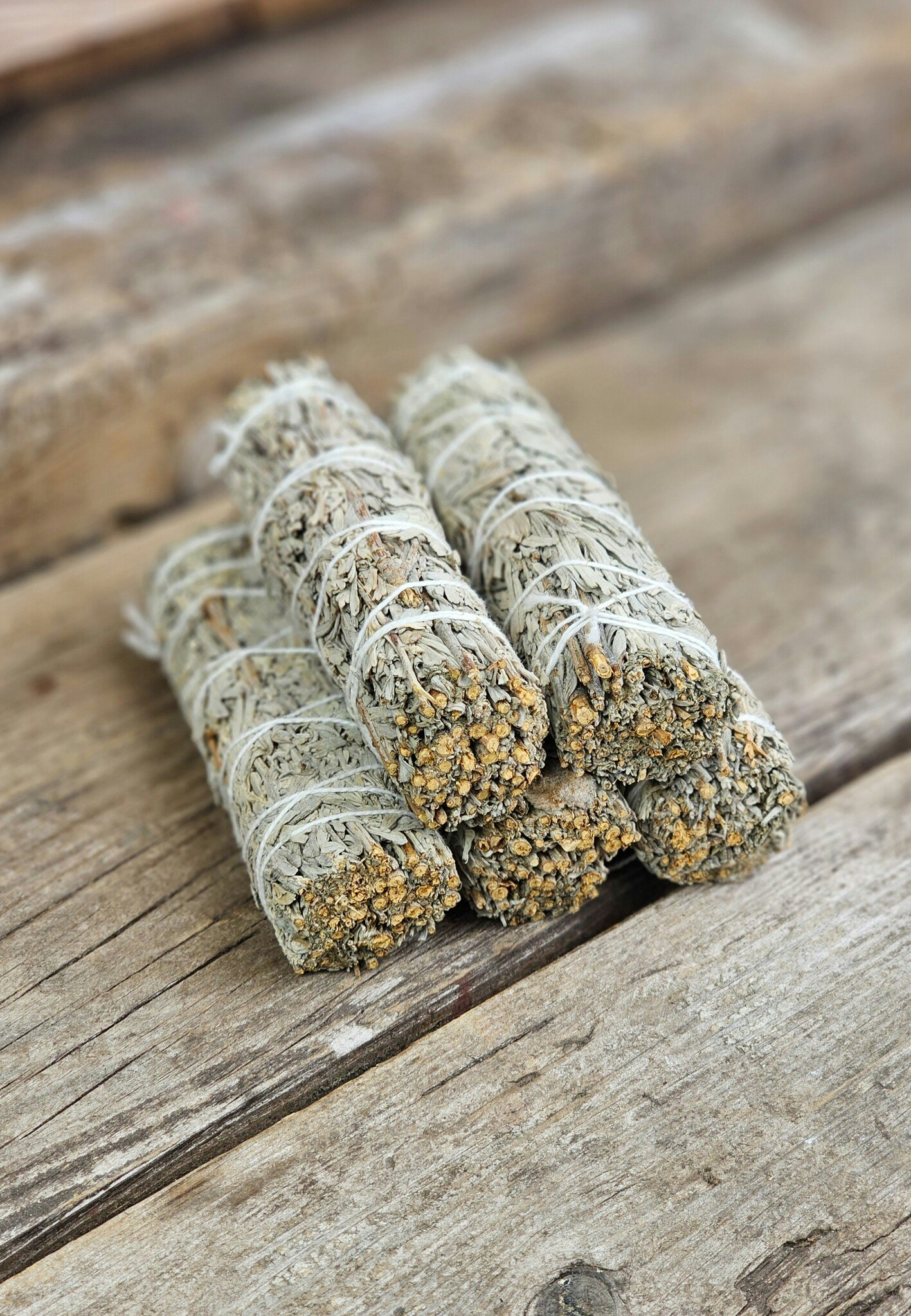 Blå Salvia (Shasta Sage)