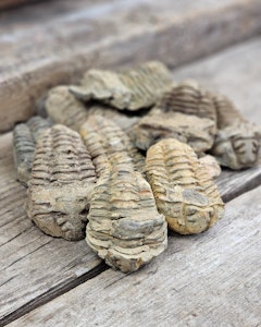 Trilobit fossil, mellan per styck