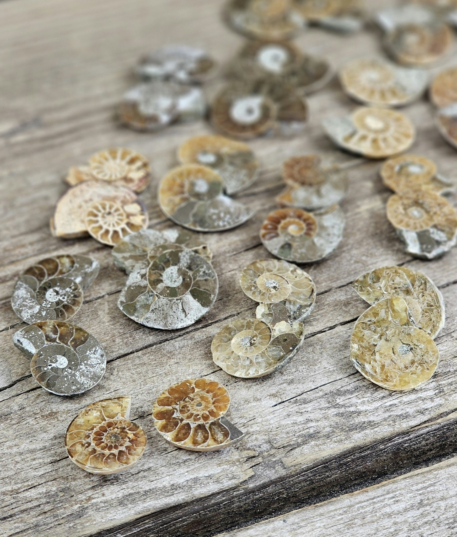 Ammonit par (Opaliserad fossil), mini