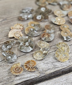 Ammonit par (Opaliserad fossil), mini