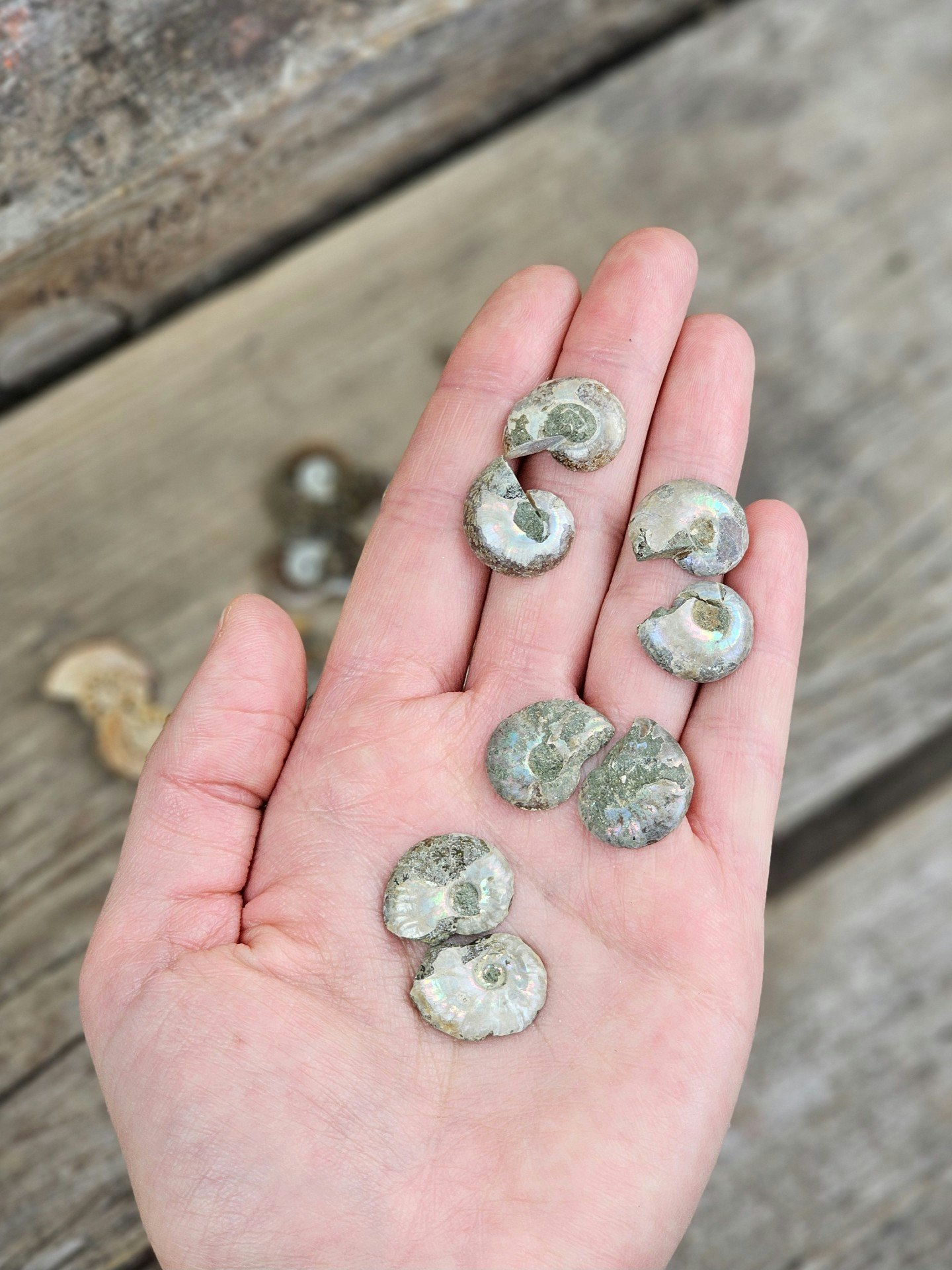 Ammonit par (Opaliserad fossil), mini
